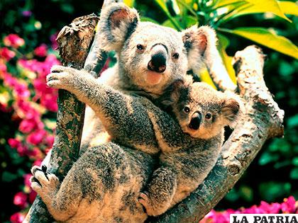 Todo indica que el turno del koala también está cerca
