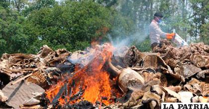 Las autoridades nepalíes decidieron la semana pasada quemar los trofeos incautados y otros restos de animales conservados