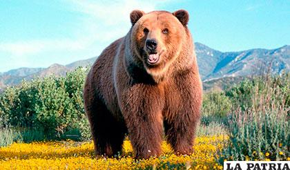 El oso es la especie que
obtuvo mejores resultados en el experimento