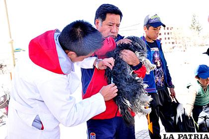 En Oruro hasta esta semana se registraron seis casos de rabia canina