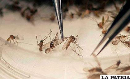 El 86 % de los predios inspeccionados en Asunción tenía criaderos de mosquitos /Cable Noticias