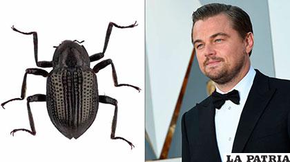 El Grouvellinus leonardodicaprio fue descubierto en una catarata de Malasia /elpais.com
