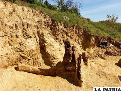 Estos huesos fueron descubiertos por un hombre que trabajaba en un campo en Dolni Disan, en Macedonia Central /elpais.com.uy