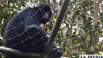 Un mono araña descansa y observa a los visitantes del refugio de vida silvestre La Senda Verde /ANF