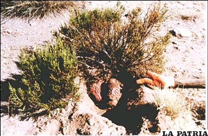 También es conocida como planta paracita de la thola/ perubolivia.org.