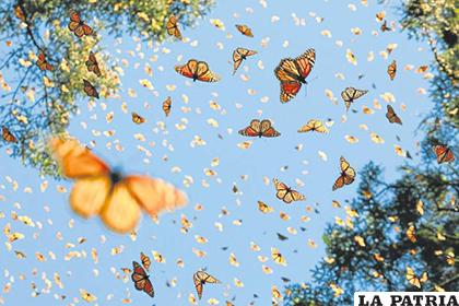Existen más de 3 mil especies de mariposas en Colombia/ Vanguardia