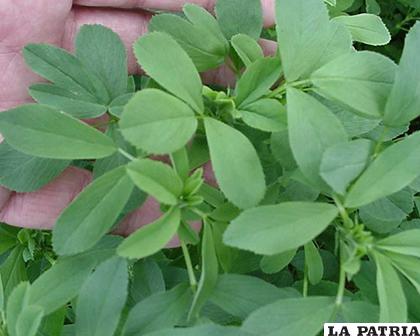 Alfalfa, planta medicinal que tiene múltiples vitaminas /MARIANAFONTENLAMATA.COM