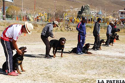 Rottweilers aprendiendo ejercicios básicos /LA PATRIA