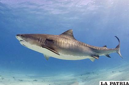 Los tiburones tigre tienen características del felino /REPUBLICA.COM