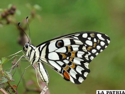 En Ecuador está el 25% de todas las especies de mariposas /ELMERCURIO.COM.EC