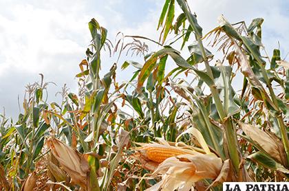 Decreto autoriza introducir semillas transgénicas al maíz /LA PATRIA
