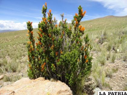 La kiswara una especie emblemática del altiplano