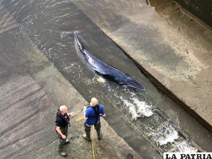 Trabajadores de la Autoridad Portuaria de Londres cuidaron a la ballena hasta su liberación