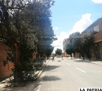 Plantar un árbol es tarea de todos, solo así podremos cambiar la imagen de los distintos barrios de la ciudad de Oruro