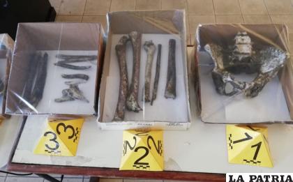 En total serán analizadas 16 piezas de restos óseos /Erbol