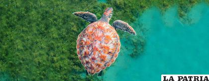 Una tortuga nada en el océano cerca de la isla caribeña de Martinica, pero esto podría cambiar y en los océanos se acabaría la vida marítima