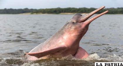 El delfín de río, una especie en peligro de extinción