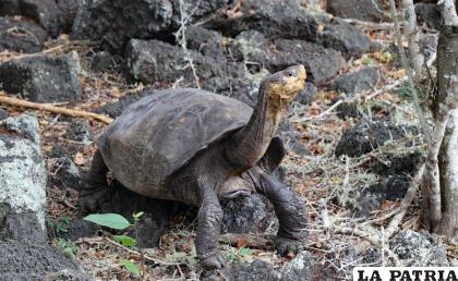 Tortuga de la isla de Galápagos que se creía extinta