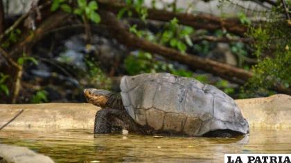 La tortuga tenía poco peso cuando fue encontrada en su hábitat