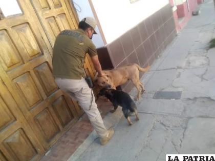 Personal de Pofoma se llevó a los canes /LA PATRIA
