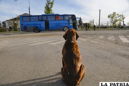 Un perro callejero mira un autobús con civiles que salieron de la siderúrgica Azovstal /AP Foto /Alexei Alexandrov