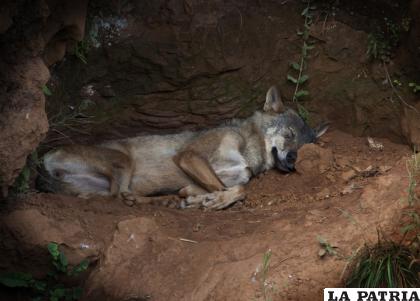 Los lobos se mueren por falta de agua  /GETTY IMAGES
