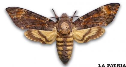 La polilla es un insecto con misterios /GETTY IMAGES