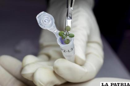 Un científico coloca una planta de Arabidopsis thaliana en un vial para análisis genético durante un experimento con suelo lunar 
/Tyler Jones /UF /IFAS via AP