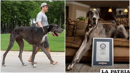 Zeus tiene dos años /Foto: guinnessworldrecord