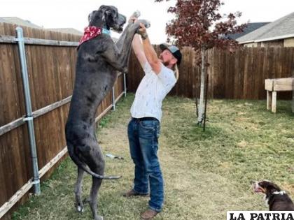 Este perro odia la lluvia y los cerdos /Fotos: IG zeus_king_dane