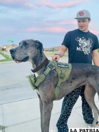 El perro mide casi dos metros de altura /Fotos: IG zeus_king_dane