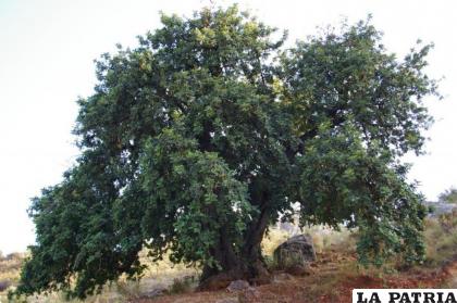 El algarrobo es un árbol que crece a casi el nivel del mar /MÁLAGA.ES