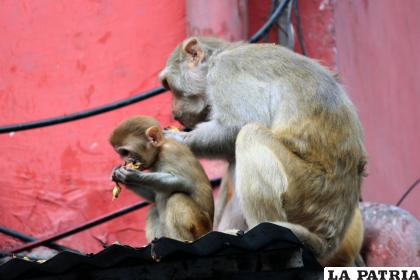 El cuidado de las crías es importante para los primates /GETTY IMAGES
