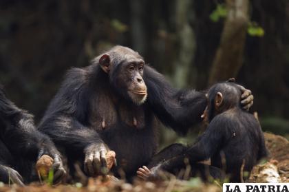 Las madres orangutanes son cariñosas con sus hijos /GETTY IMAGES
