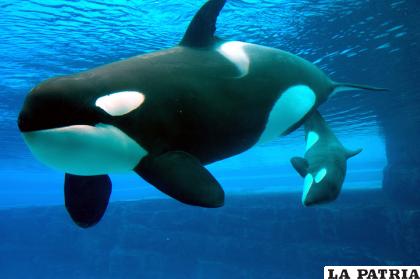 En las orcas, hasta las abuelas intervienen en las enseñanzas de las crías /GETTY IMAGES
