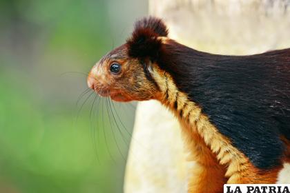 La ardilla gigante estaba en peligro de extinción /GETTY IMAGES

