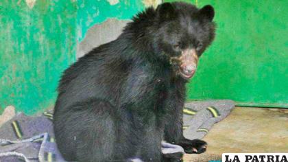  El oso “Ajayu” tras su rescate /INTERNET