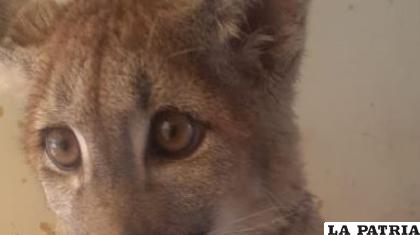El Puma Nuna /AMN