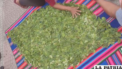 La milenaria hoja de coca pretende ser exportada /ERBOL