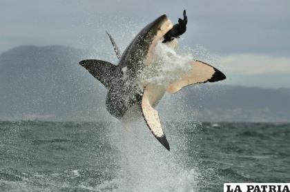Hay tiburones que pueden llegar a medir 7 metros /Nat Geo