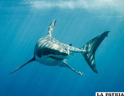 Un gran salto del tiburón blanco /Nat Geo
