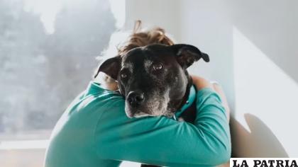 La cria selectiva por tamaño podría ser la causante de que las razas grandes sean a su vez más susceptibles a padecer cáncer /Pixabay
