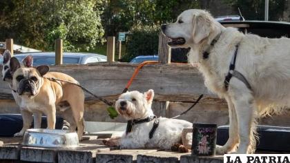 Los perros grandes son más sensibles a padecer cáncer /Getty