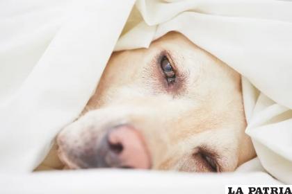 Se debe tener cuidado con los ojos de las mascotas /Getty