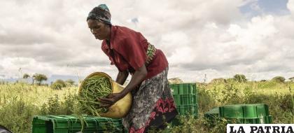 Las agricultoras son particularmente vulnerables a los impactos de la crisis climática, como el calor extremo. /ONU