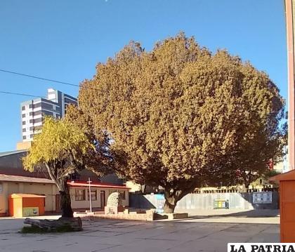 El centenario árbol del colegio Dalence de Oruro 
/ Freddy Flores
