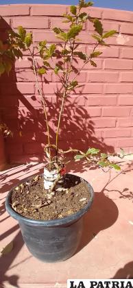 El pequeño árbol que consiguió Freddy Flores con afán de reproducir las bellotas de la centenaria especie / Freddy Flores