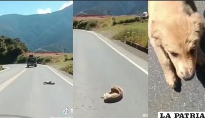 El can herido tras el incidente /Captura de video