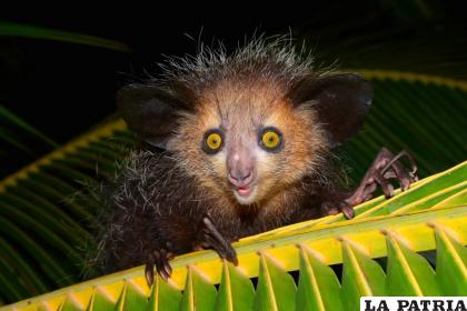 Este animal es considerado uno de los más raros entre los primates 
/RRSS