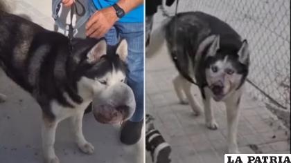 El antes y después del perro tras la operación en la que pudieron extirparle el tumor /RRSS
